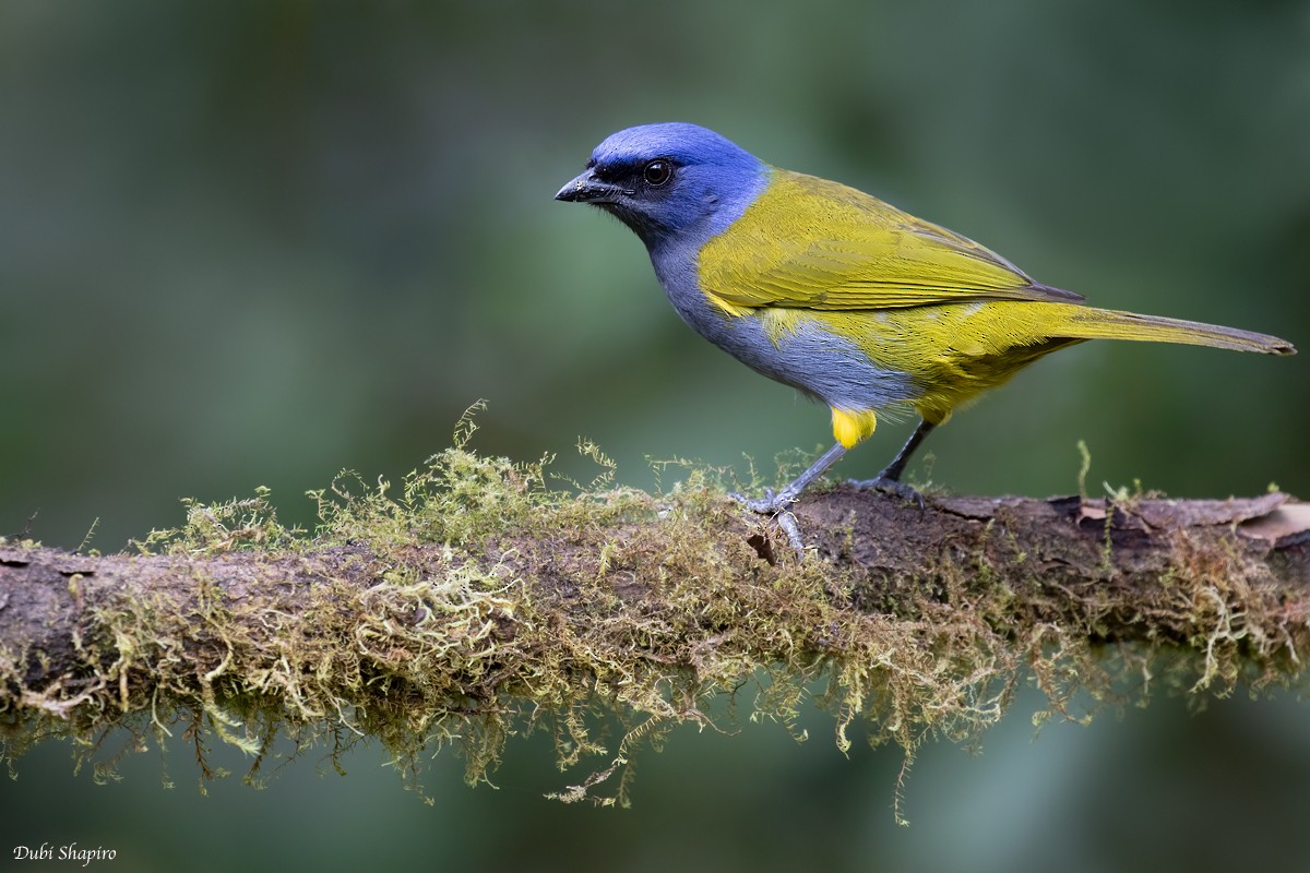 Blue-capped Tanager - ML310127251