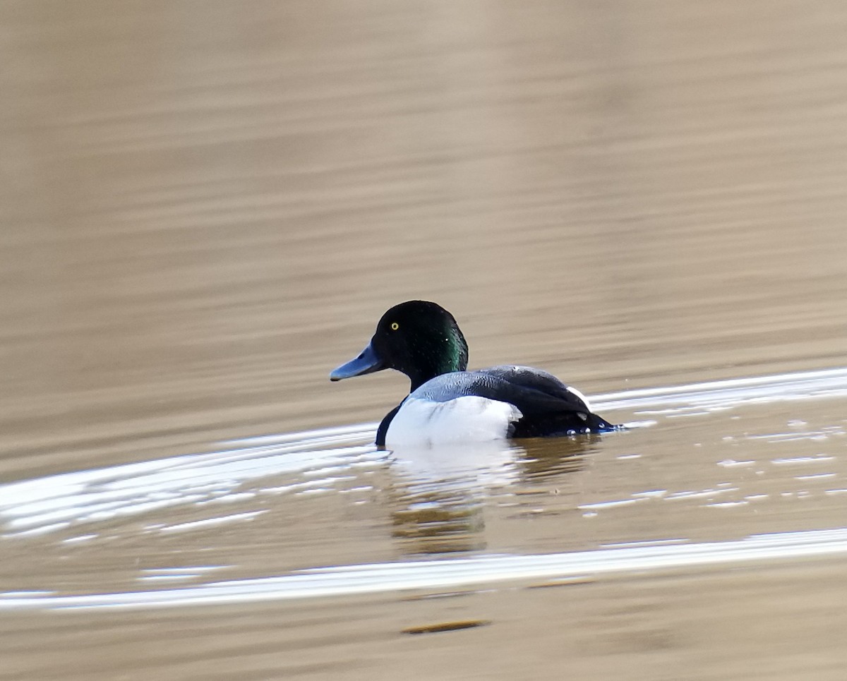 Greater Scaup - Craig McCleary