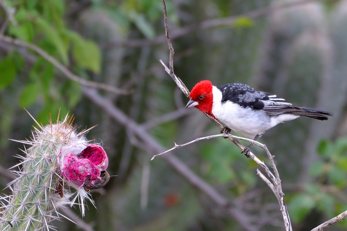Red-cowled Cardinal - ML310131481
