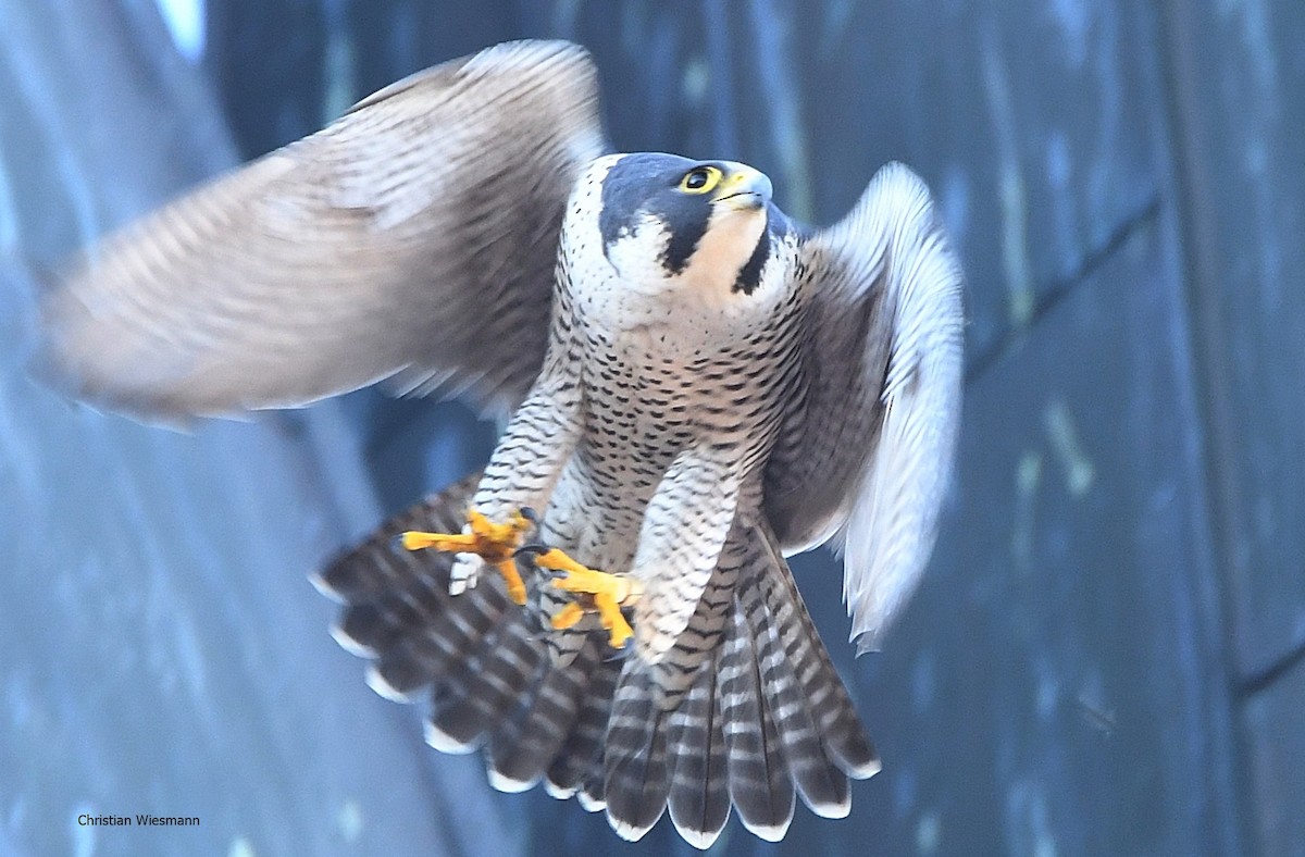Peregrine Falcon - Christian Wiesmann