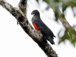 Pesquet's Parrot - Psittrichas fulgidus - Birds of the World