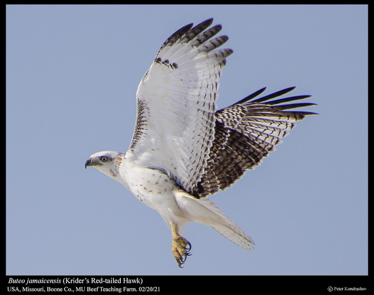 Red-tailed Hawk (Krider's) - ML310134381