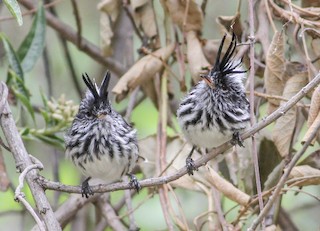  - Black-crested Tit-Tyrant