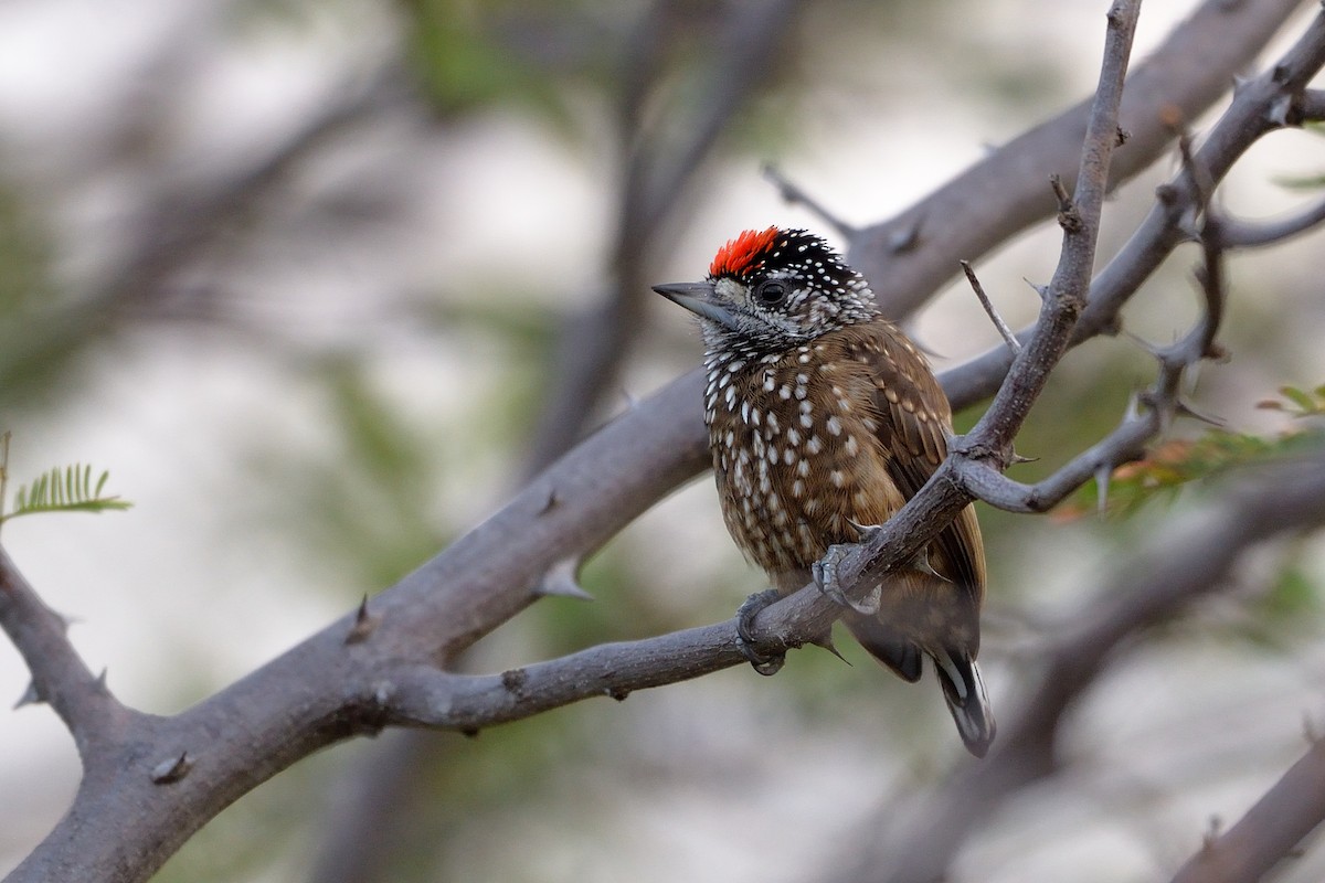 Spotted Piculet - ML310137501
