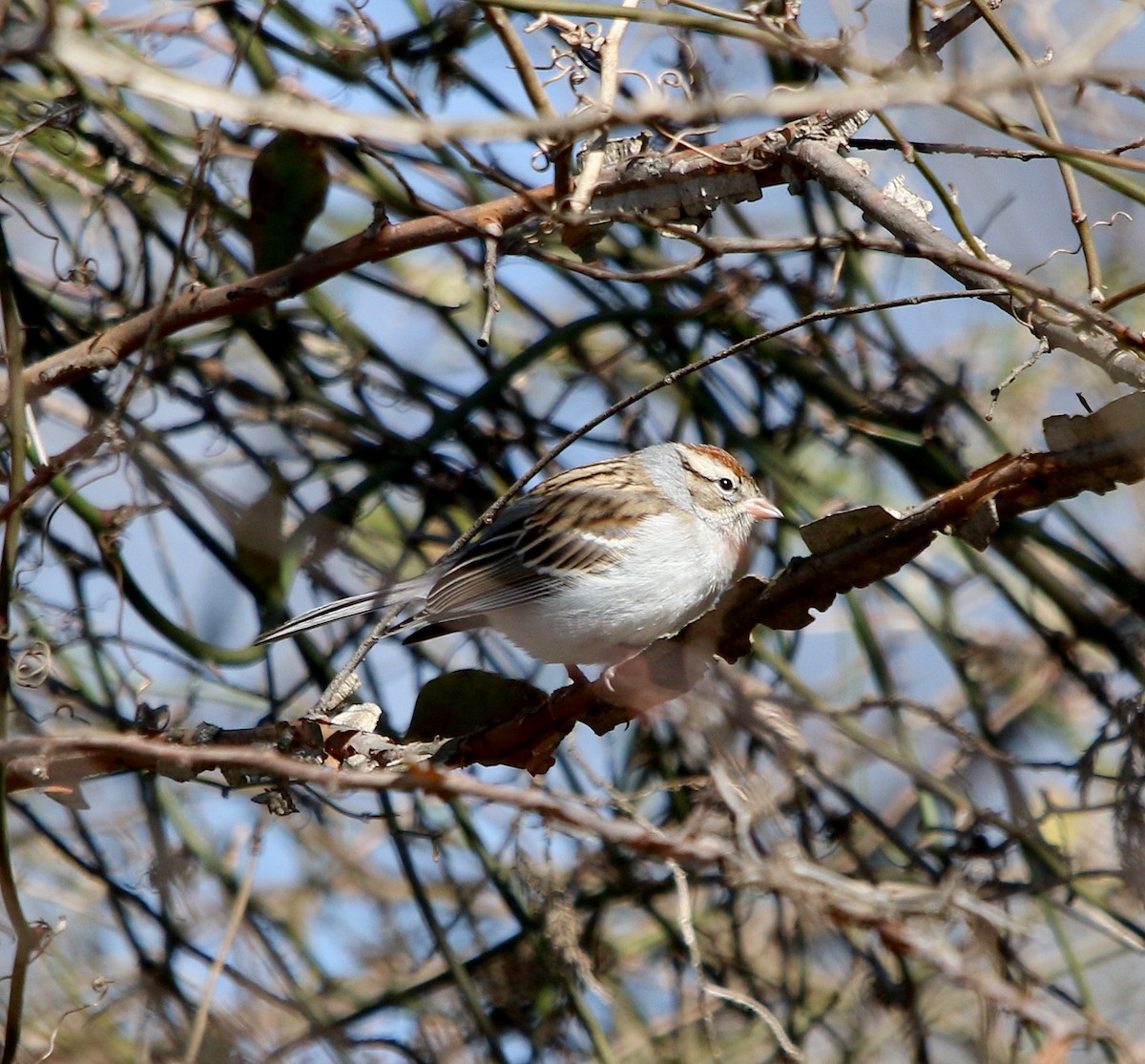 Chipping Sparrow - ML310138151