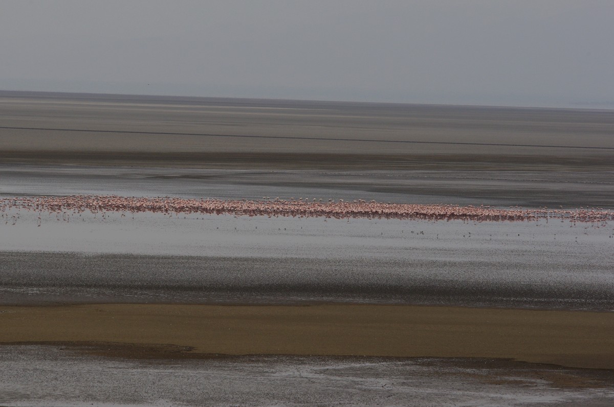 Greater Flamingo - April Mattinson