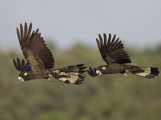  - Yellow-tailed Black-Cockatoo