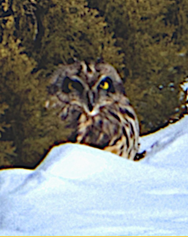 Short-eared Owl - ML310147281