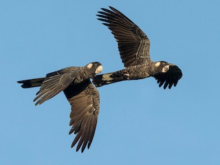  - Carnaby's Black-Cockatoo