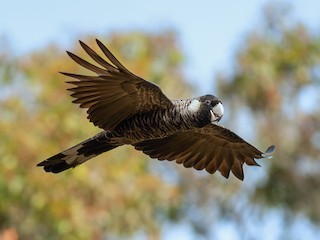  - Baudin's Black-Cockatoo