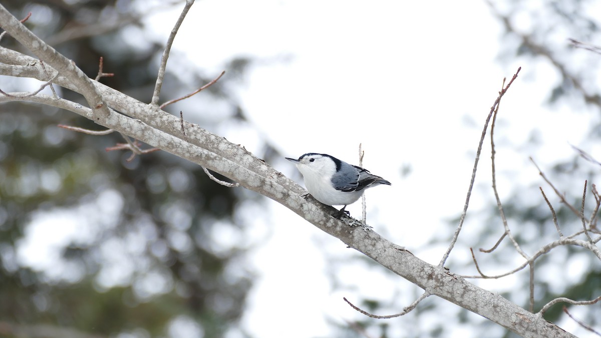 White-breasted Nuthatch - Avery Fish