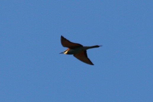 European Bee-eater - ML31015571