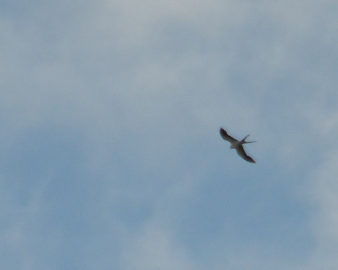 Swallow-tailed Kite - ML310155741