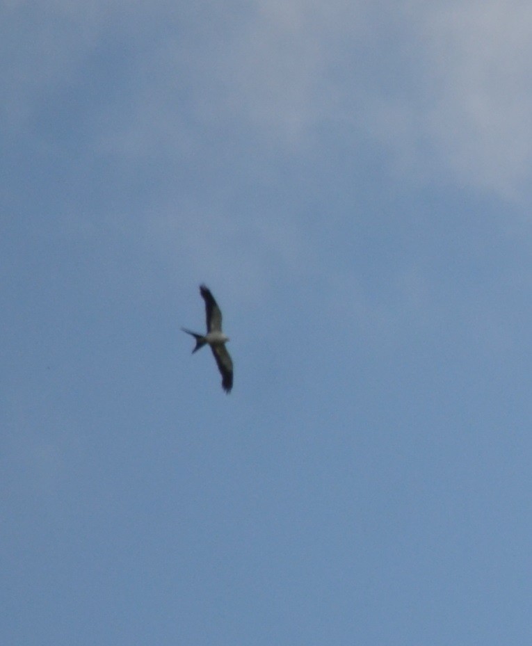 Swallow-tailed Kite - ML310155751