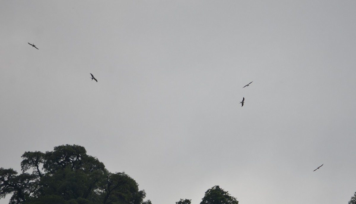 Swallow-tailed Kite - ML310155761