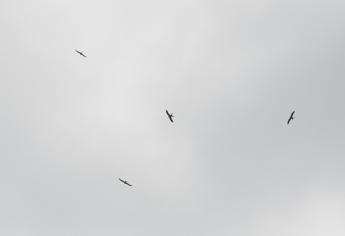 Swallow-tailed Kite - ML310155771