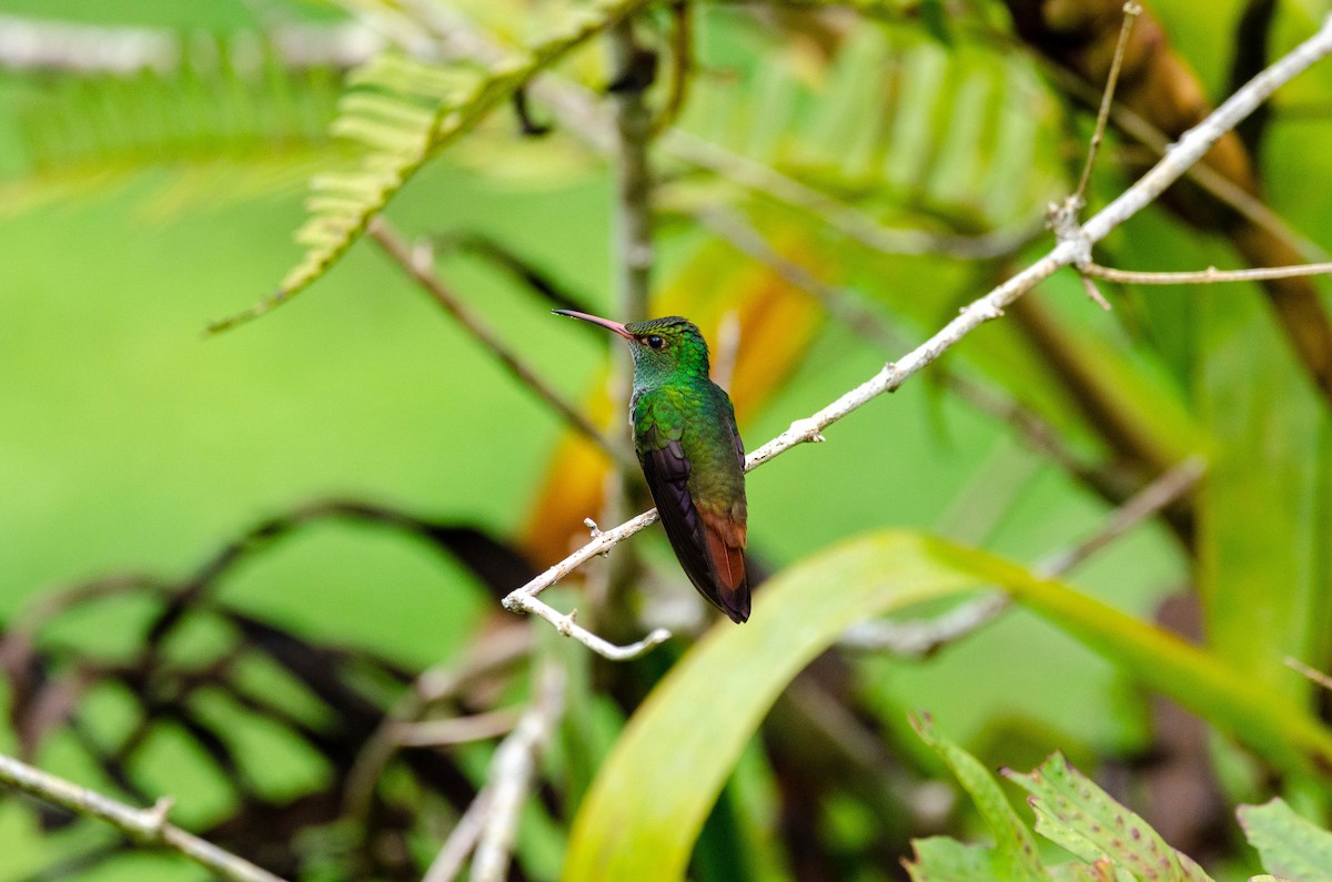 Rufous-tailed Hummingbird - ML310156291