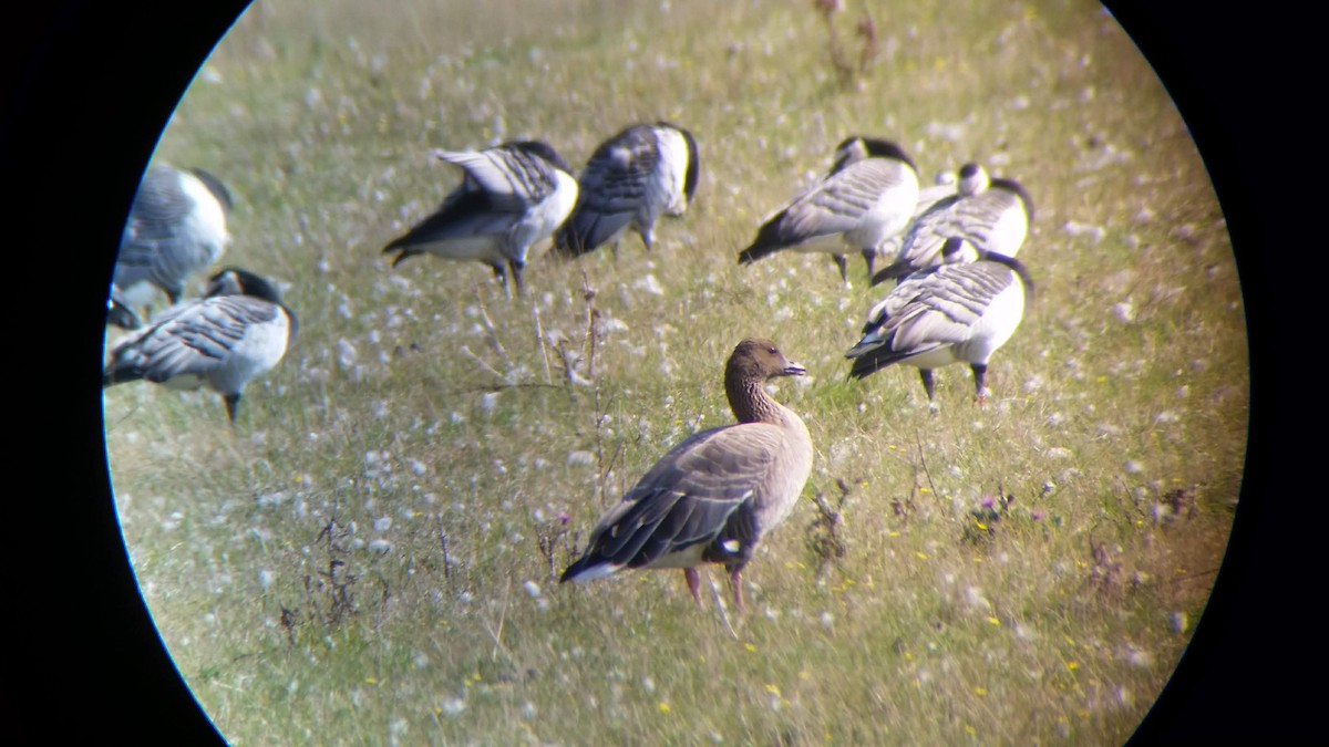 Pink-footed Goose - ML310158791