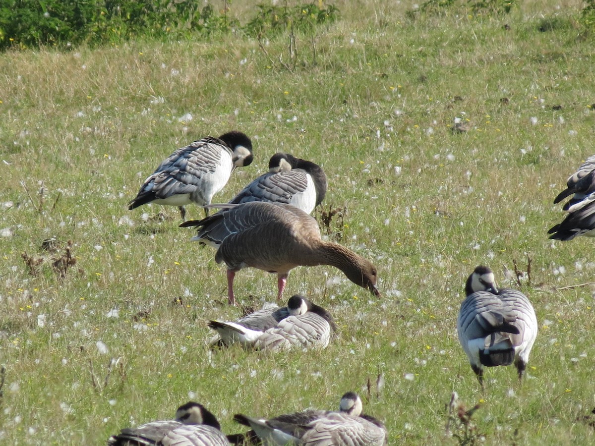 Pink-footed Goose - ML310159571