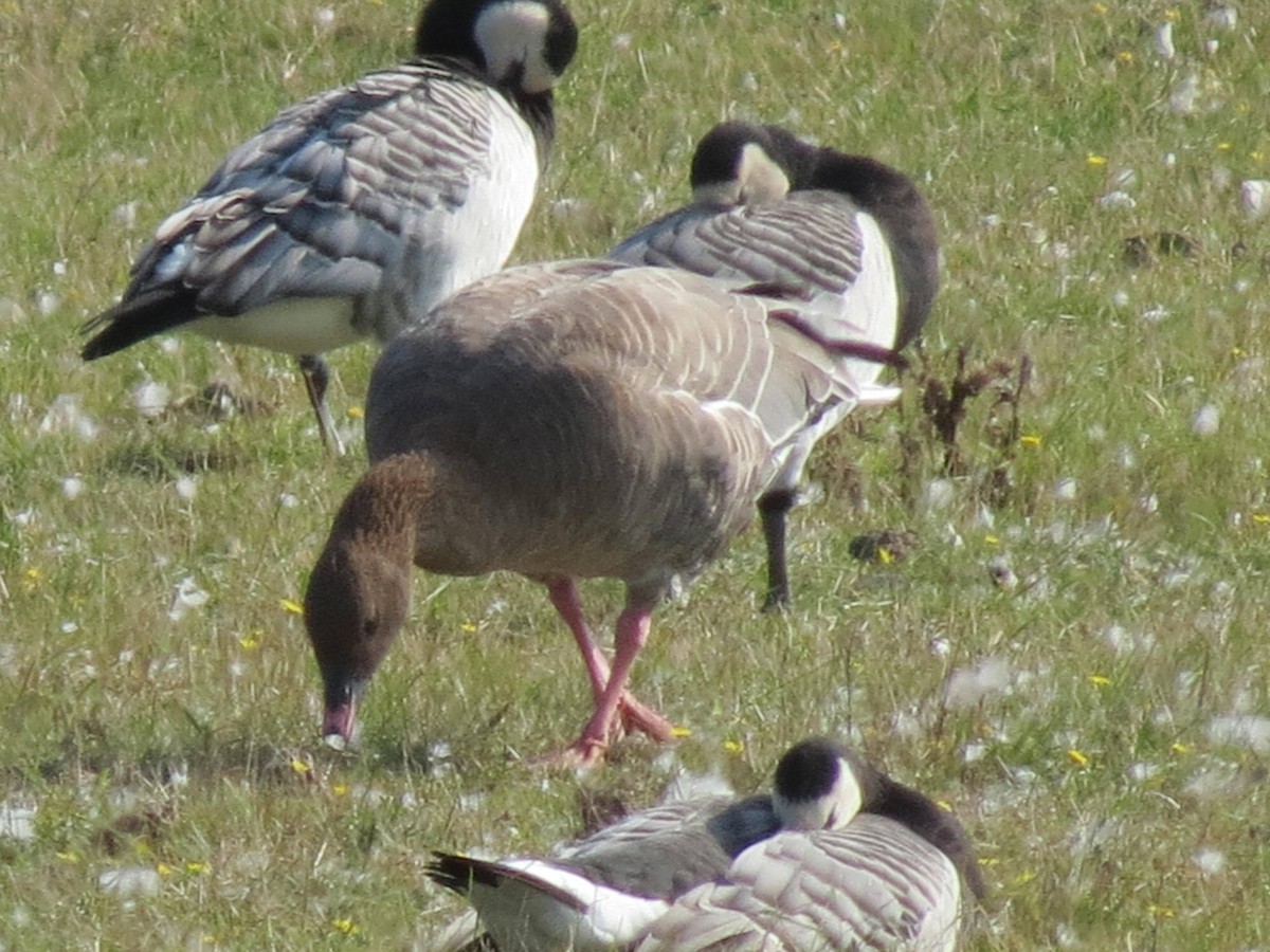 Pink-footed Goose - ML310159591