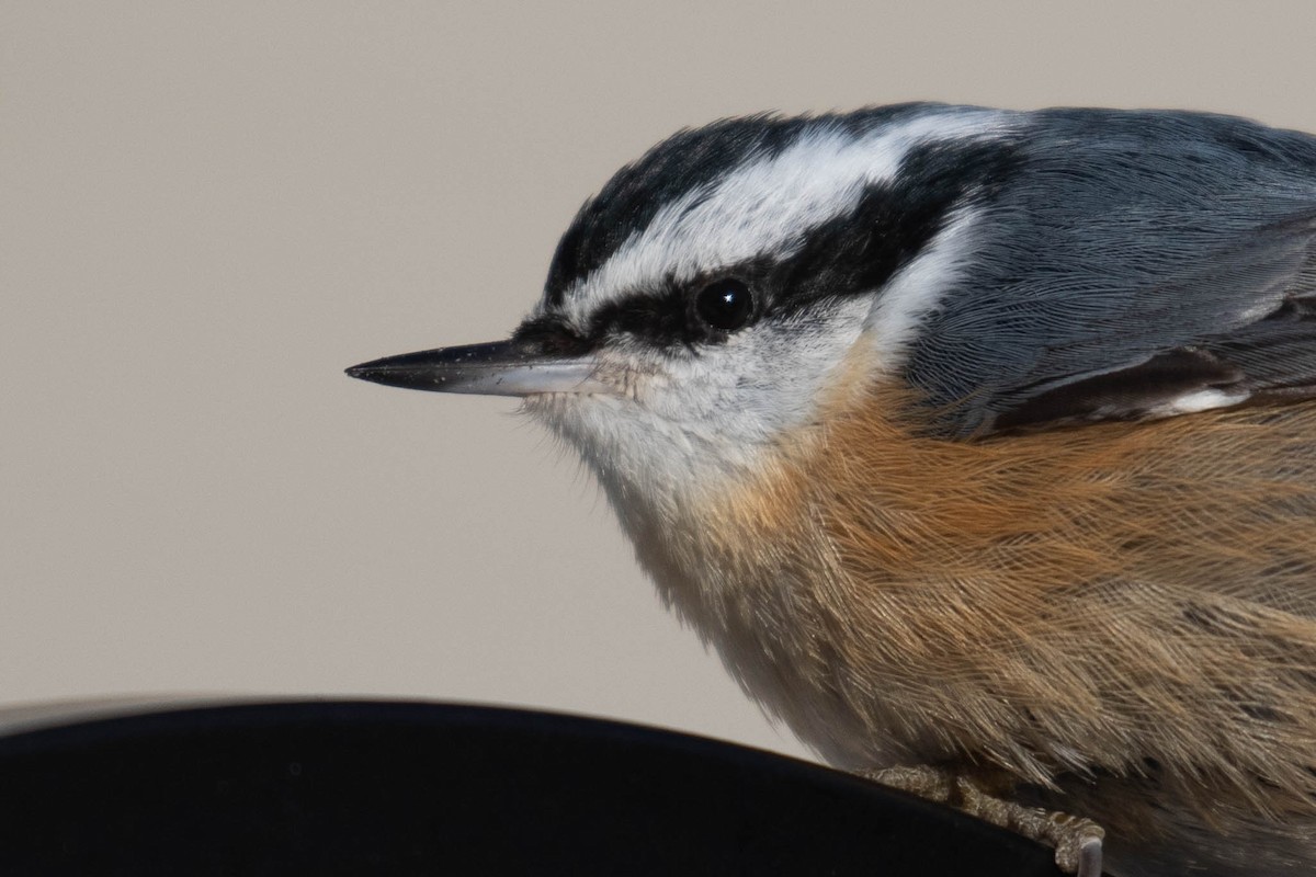 Red-breasted Nuthatch - ML310160451