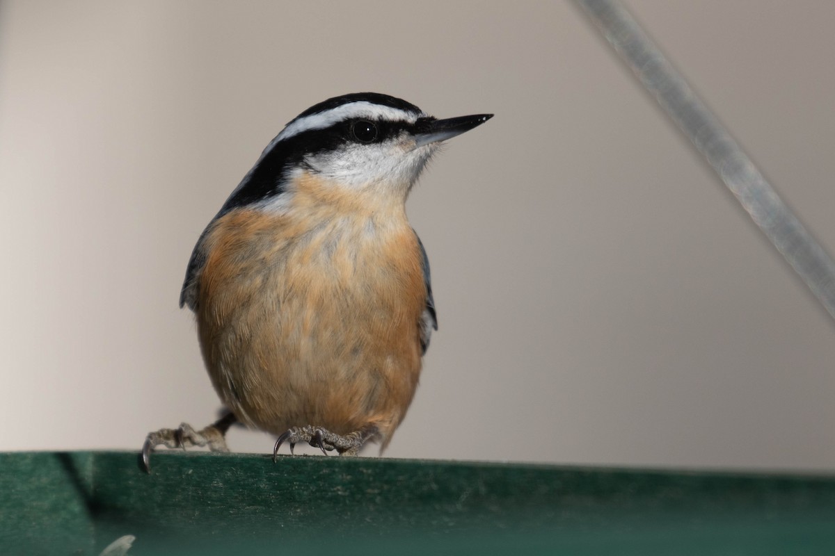 Red-breasted Nuthatch - ML310160571
