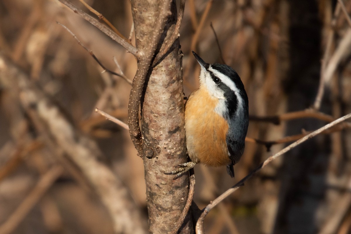 Red-breasted Nuthatch - ML310160991