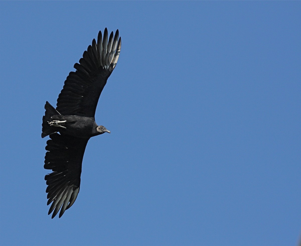 Black Vulture - ML310162171