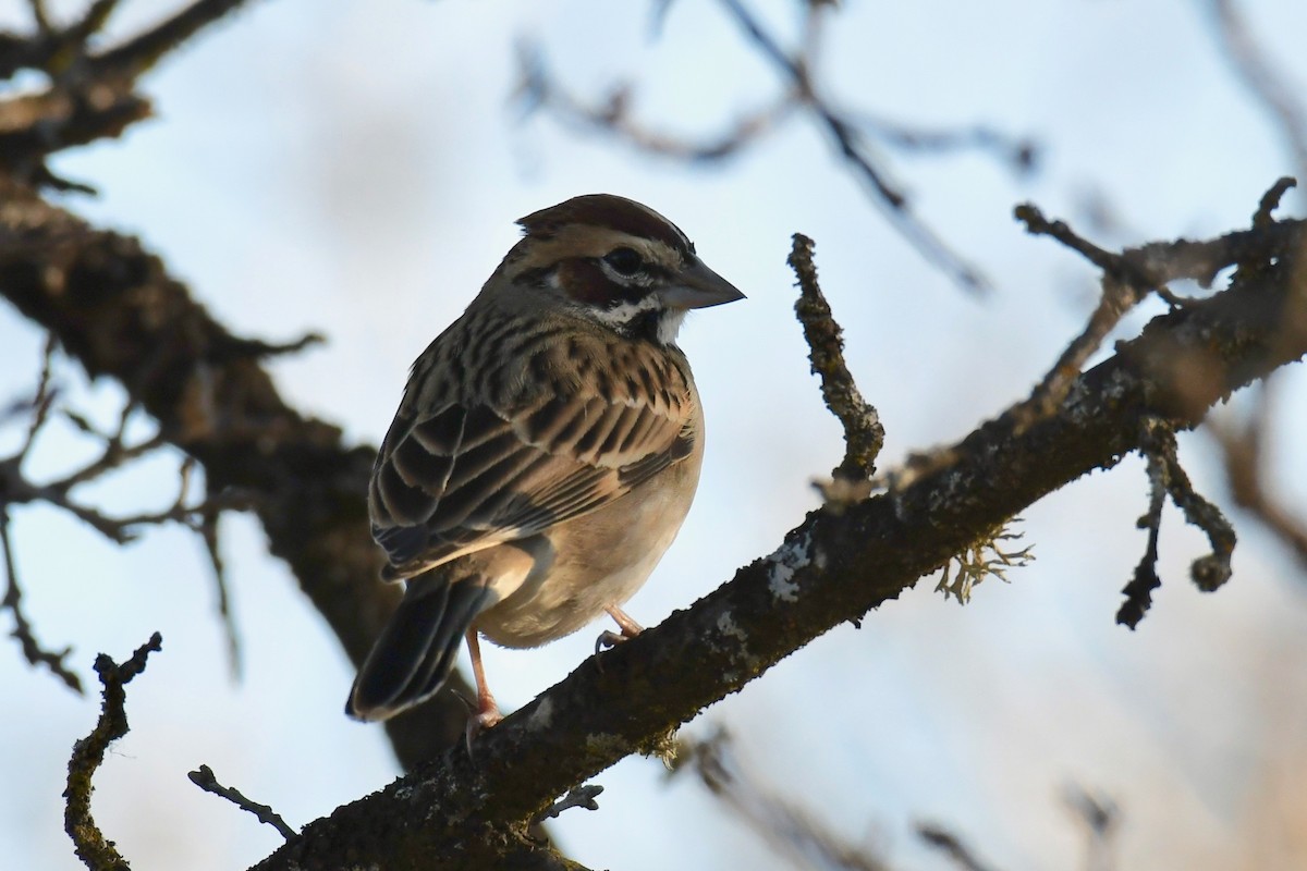 Lark Sparrow - Della Alcorn