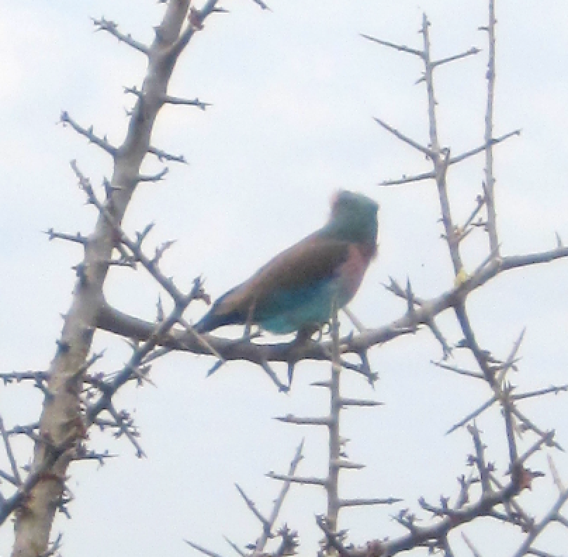 Lilac-breasted Roller - ML310164401