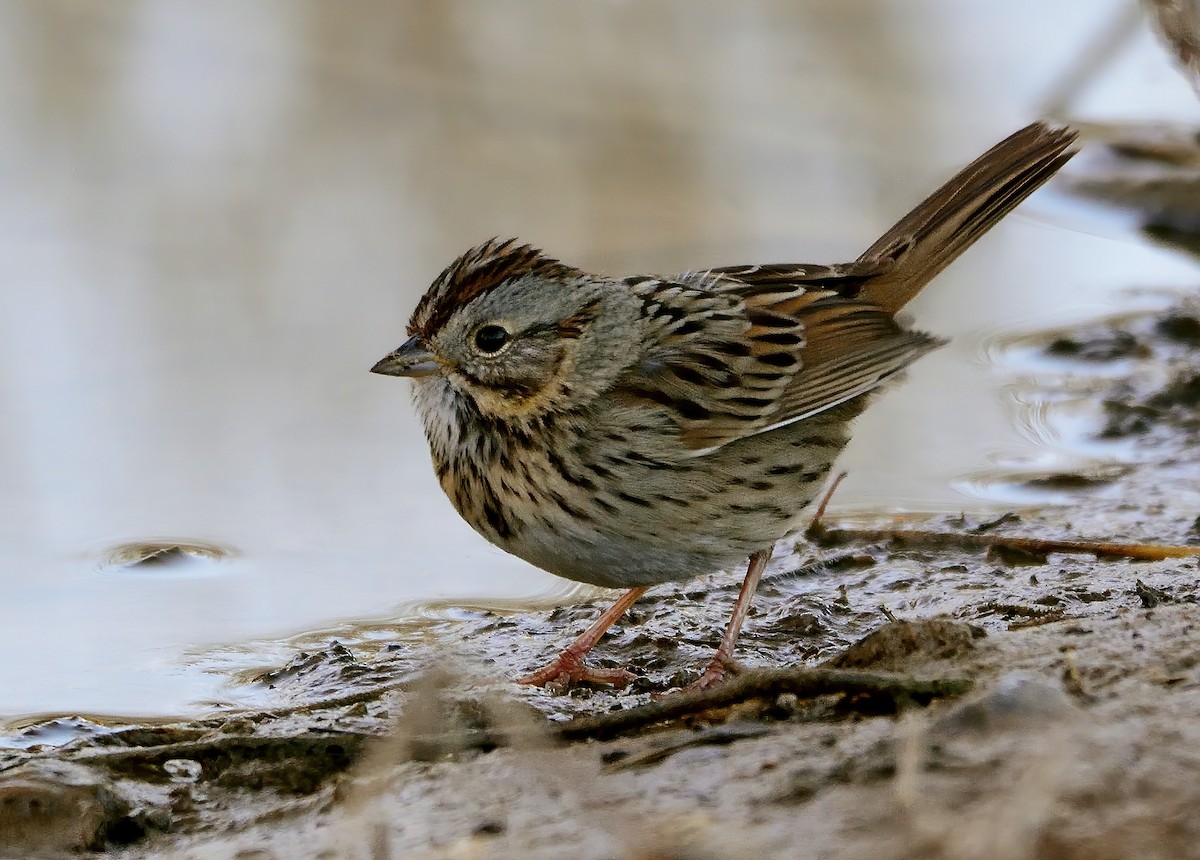 Lincoln's Sparrow - Ad Konings