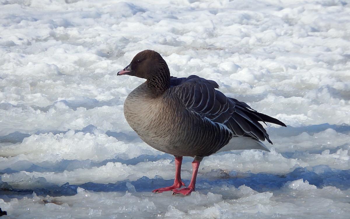 Pink-footed Goose - ML310168411
