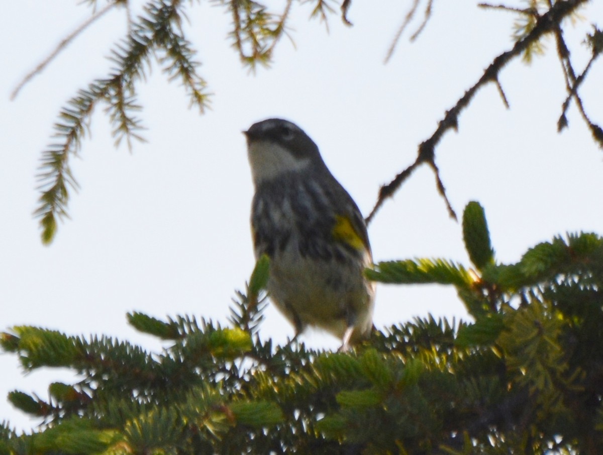 Yellow-rumped Warbler (Myrtle) - ML31016891