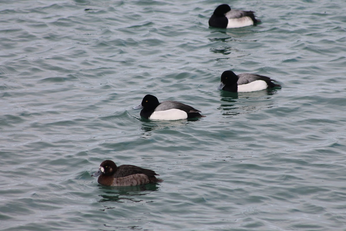 Greater Scaup - Andrew Staufer