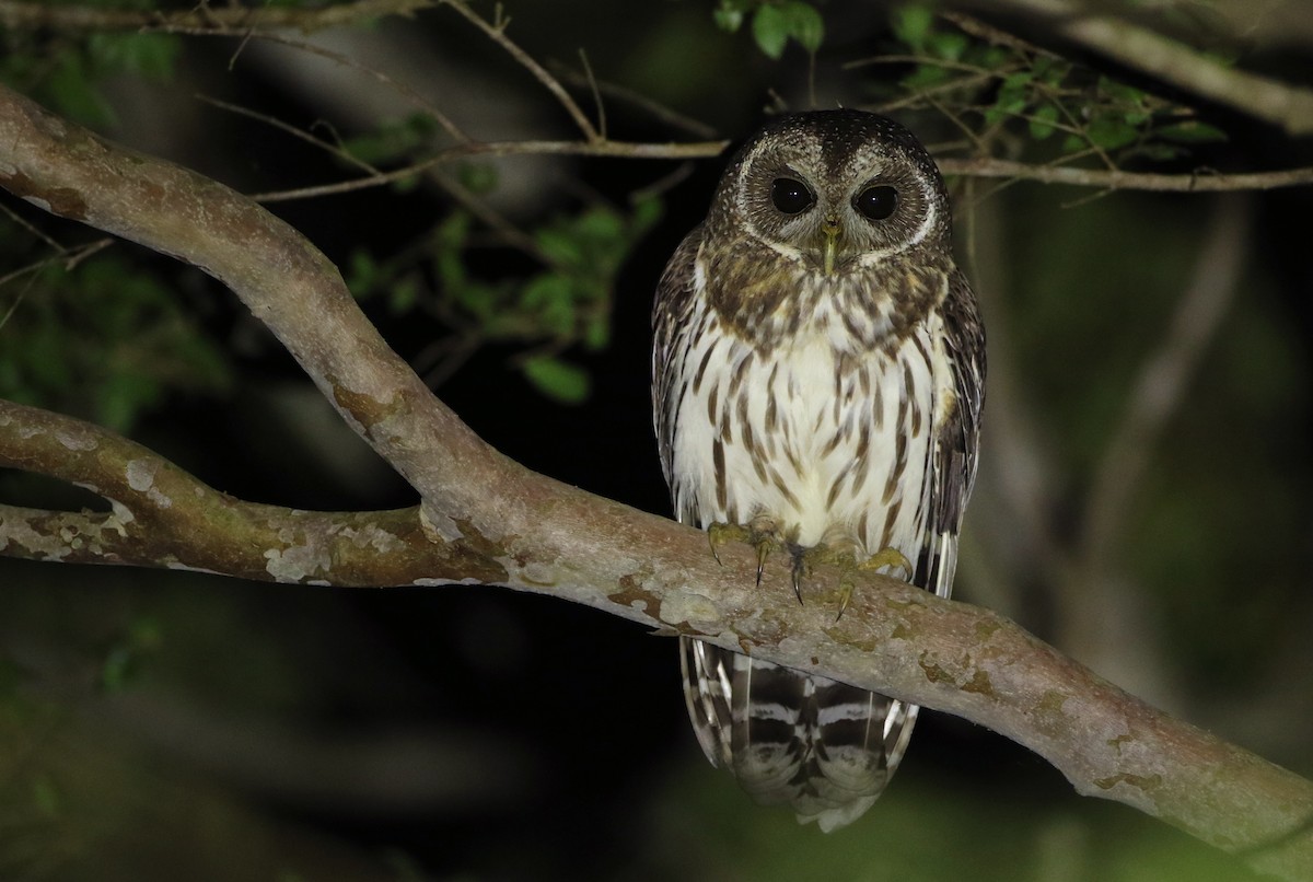 Mottled Owl - ML310171131