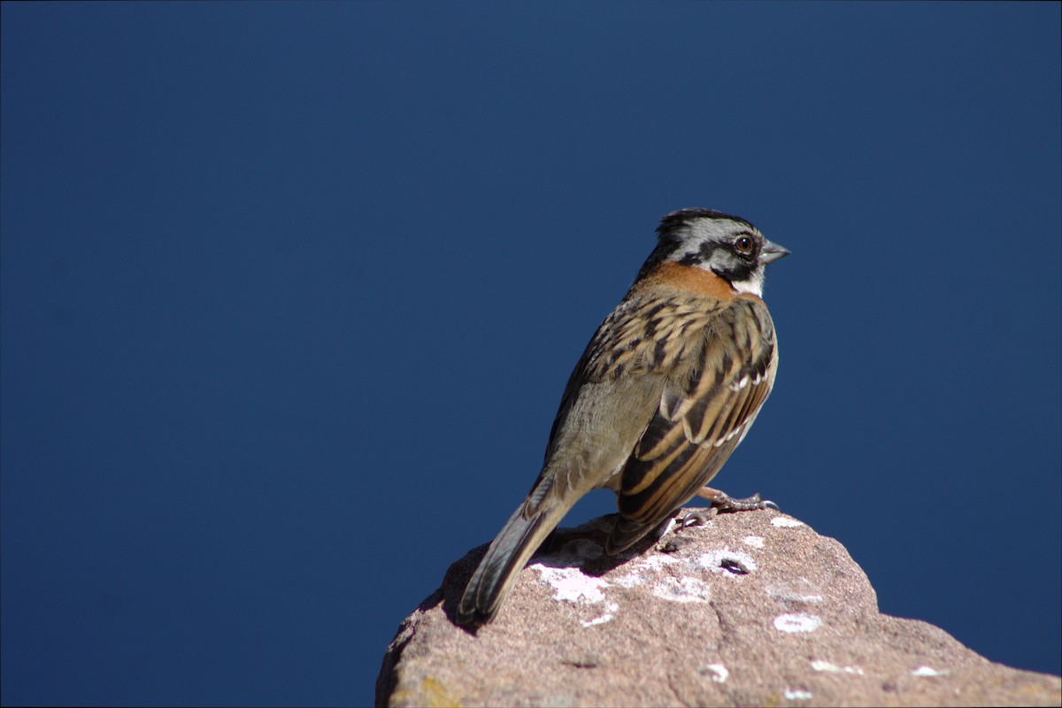 Rufous-collared Sparrow - Wilmar Diaz