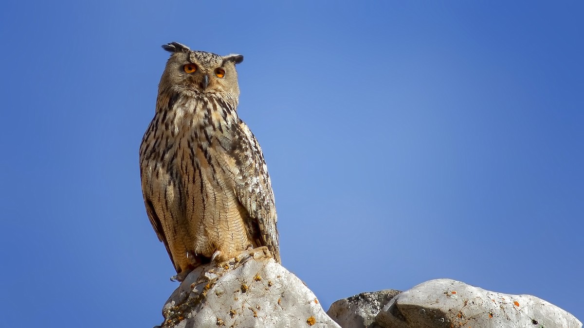 Eurasian Eagle-Owl - ML310182141