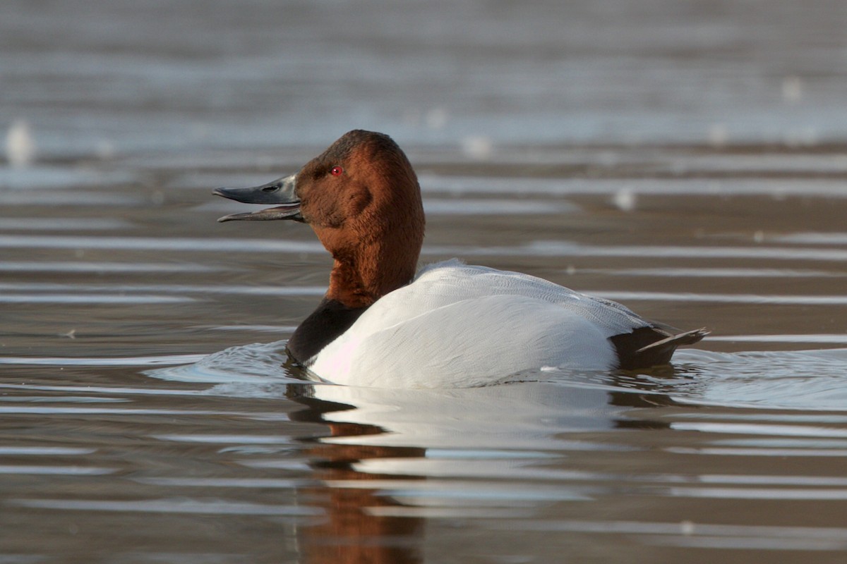 Canvasback - Andy Wilson