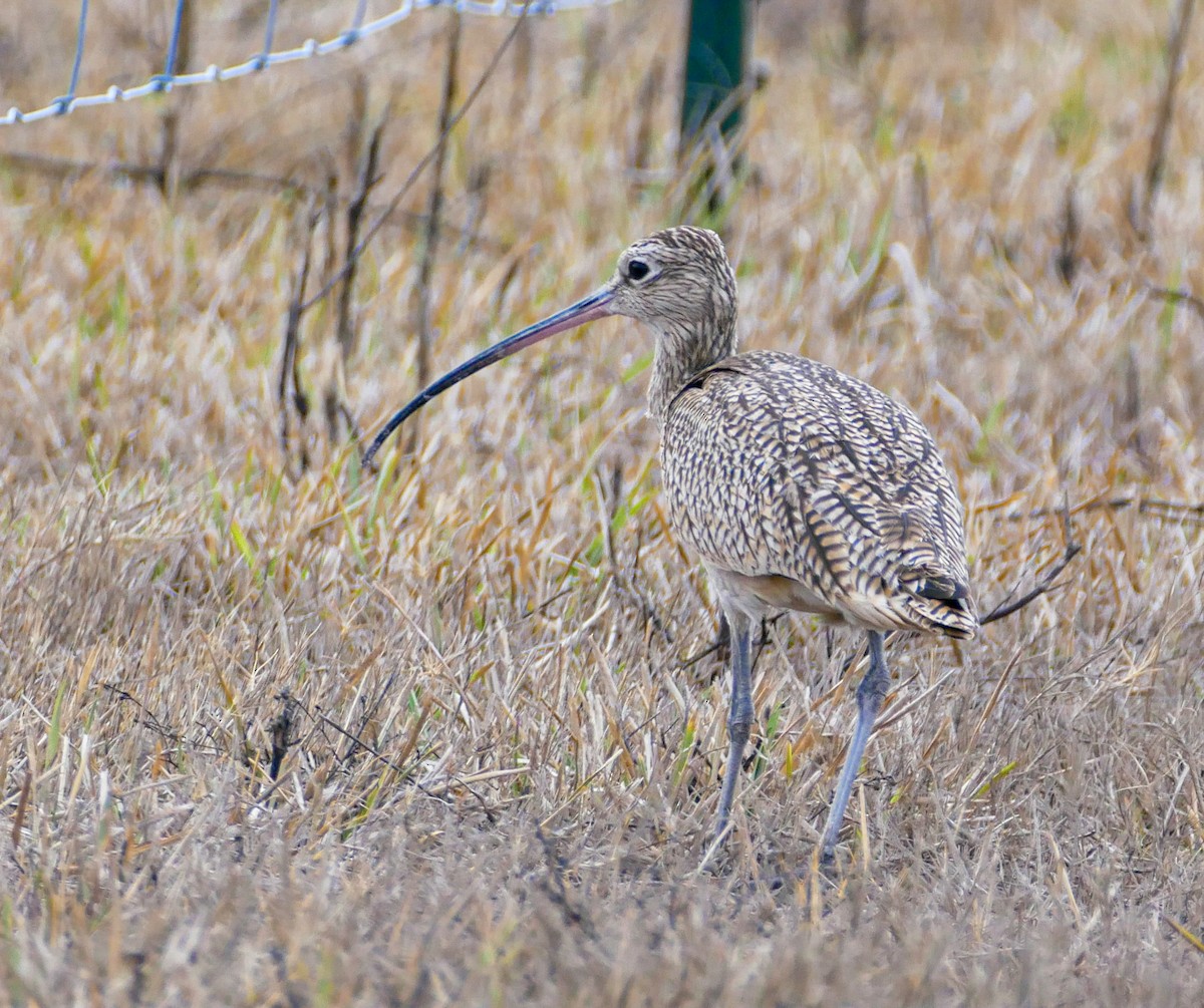 Long-billed Curlew - ML310183191
