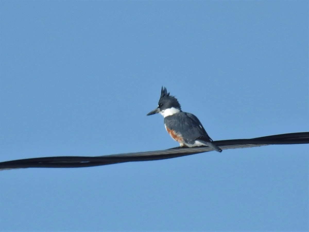 Belted Kingfisher - ML310184381