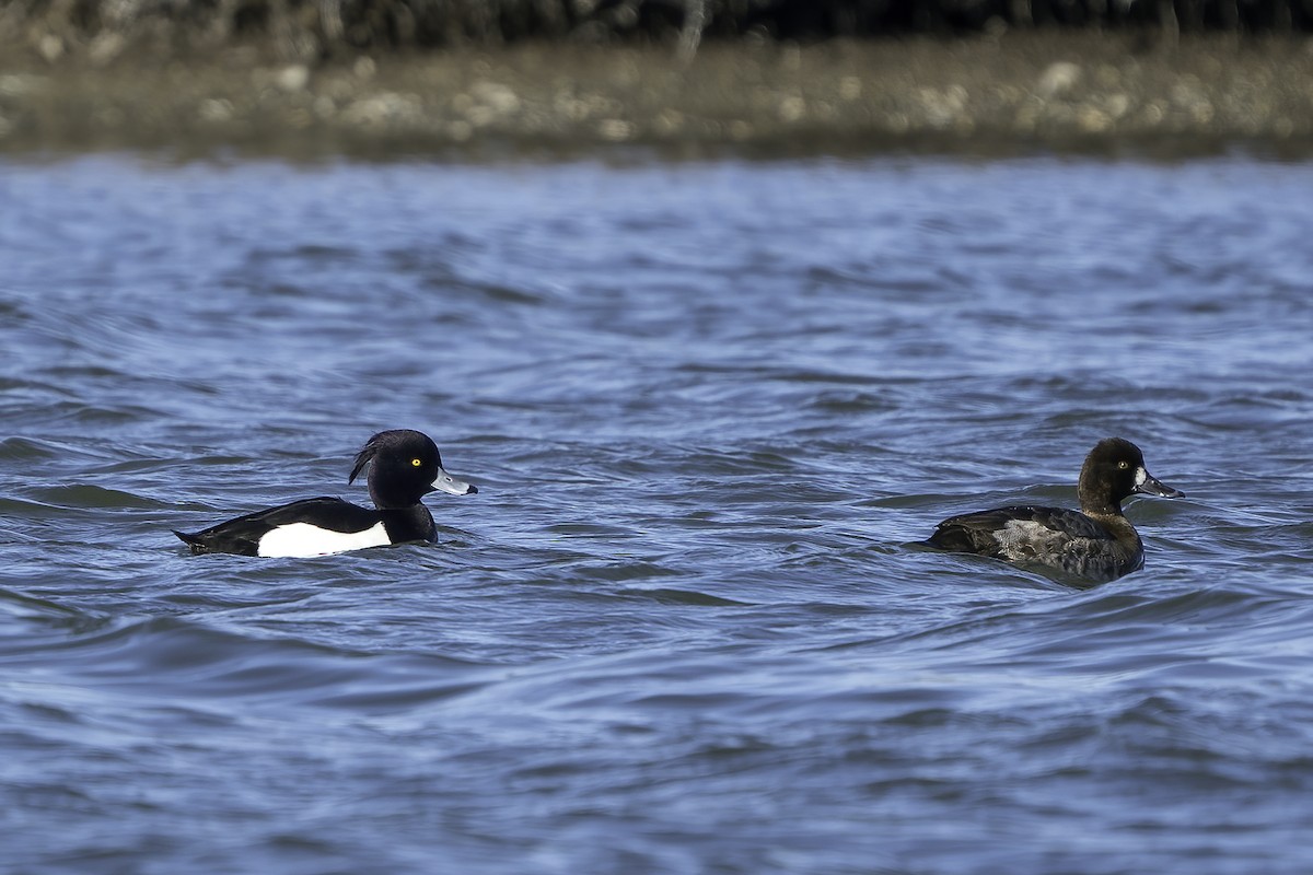 Tufted Duck - ML310185491