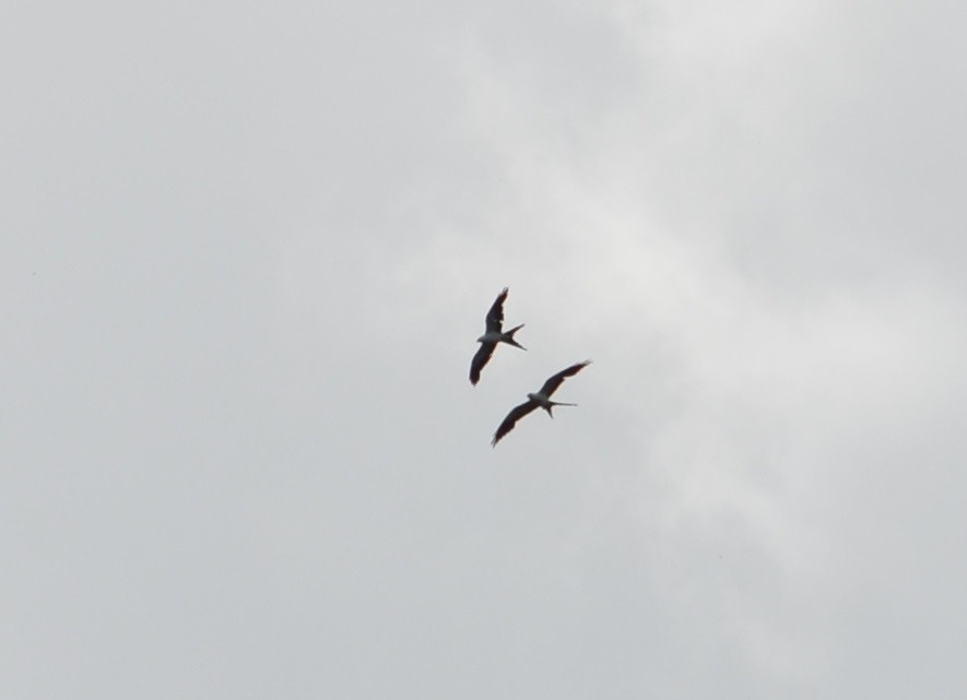 Swallow-tailed Kite - ML310185971