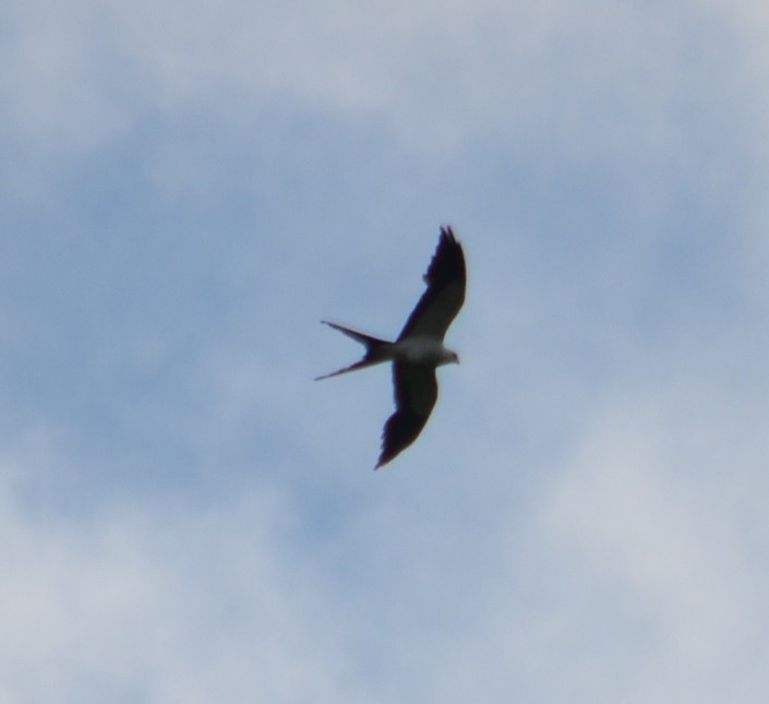 Swallow-tailed Kite - ML310185981