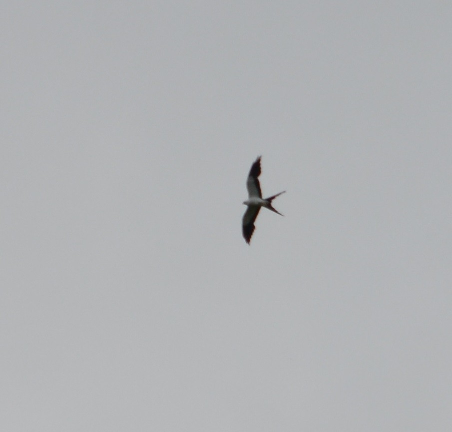 Swallow-tailed Kite - Viviana Fuentes
