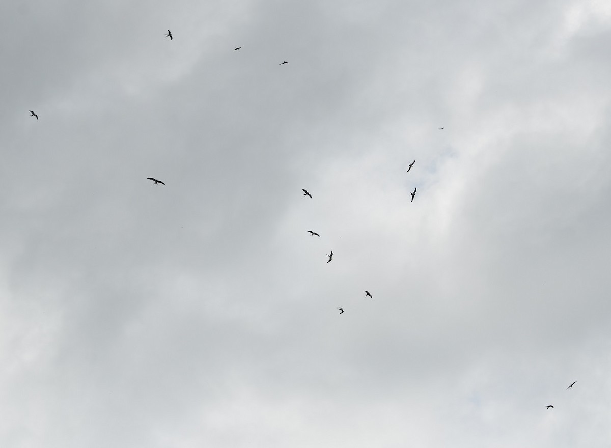 Swallow-tailed Kite - ML310186021