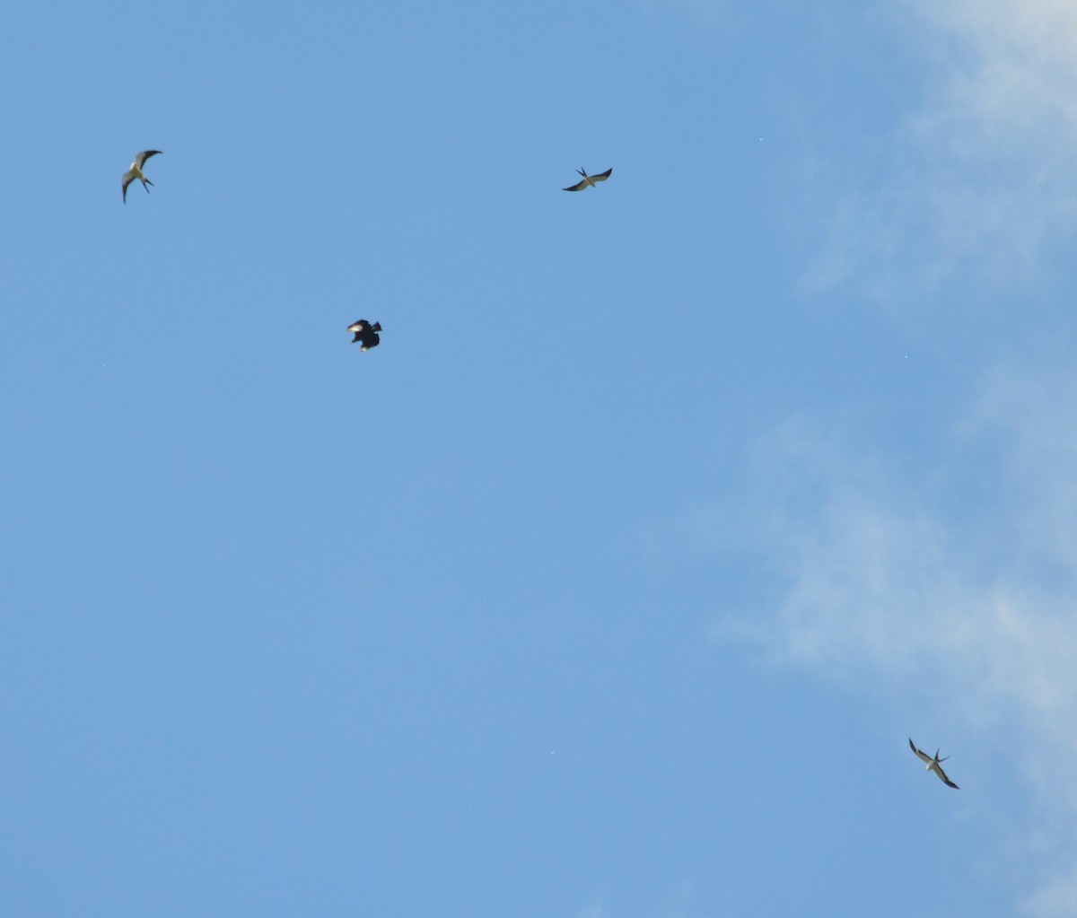Swallow-tailed Kite - ML310186031