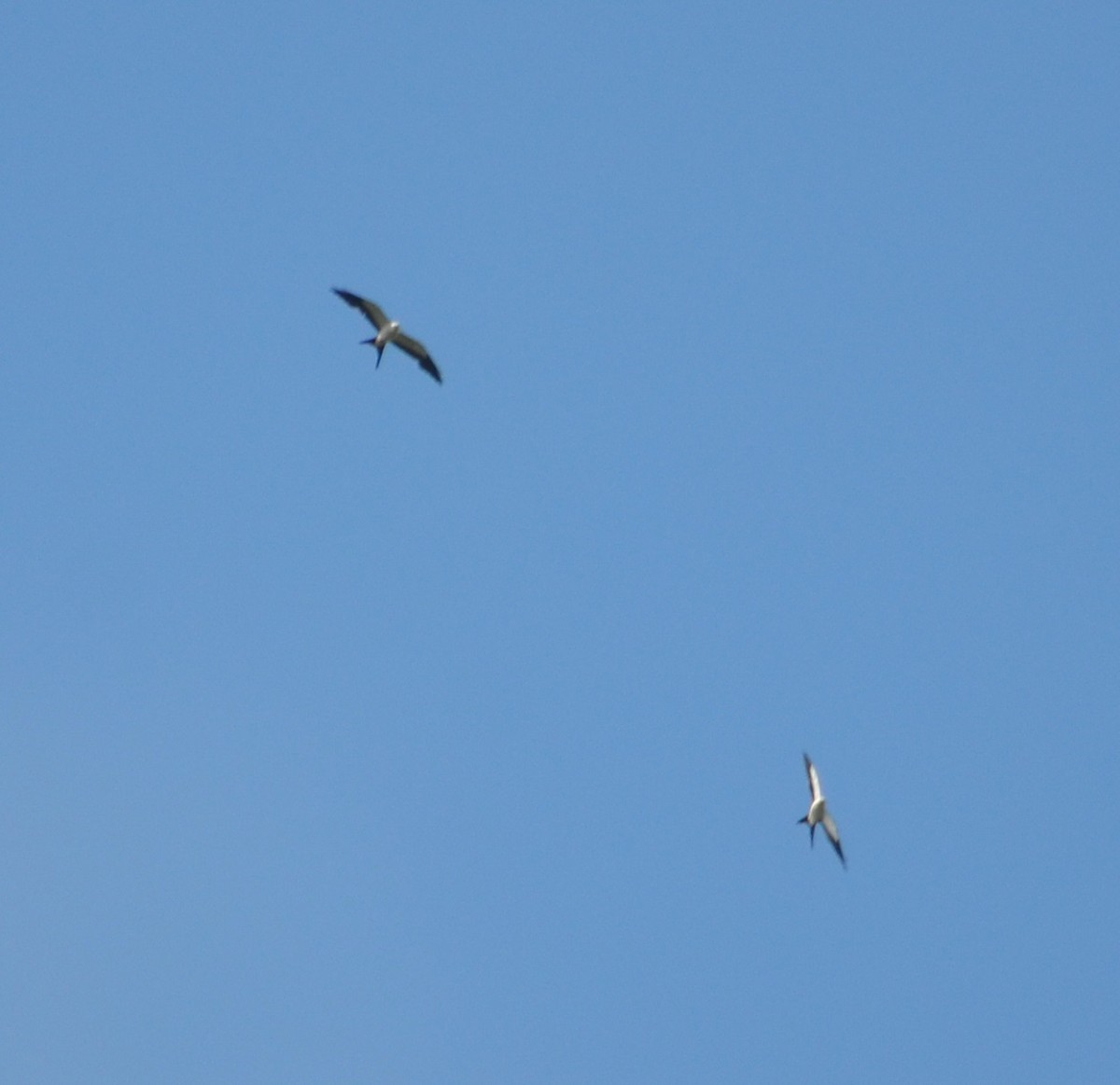 Swallow-tailed Kite - ML310186041