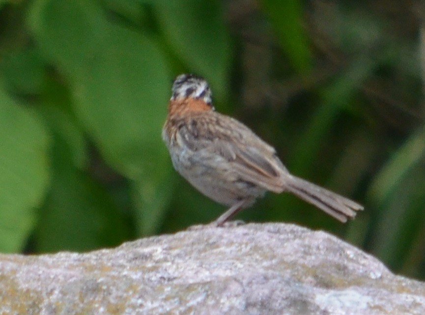 Rufous-collared Sparrow - Viviana Fuentes