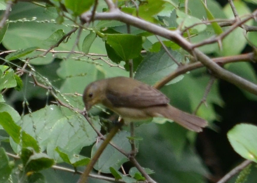 Double-collared Seedeater - ML310186531