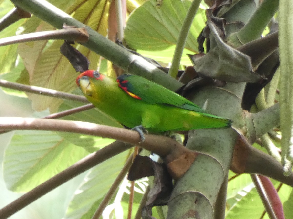 Red-fronted Parrotlet - Jefferson Chacon Retana
